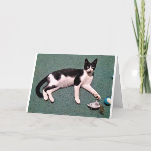 De Kaarten van de Nota van de kat (Voorkant)