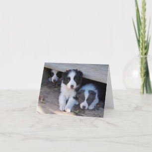 De Kaarten van de Nota van het Trio van het Puppy