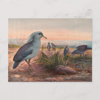 De Kagu door Joseph Wolf Briefkaart