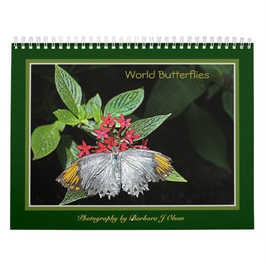 * De Kalender van de Muur van 2019 Vlinders van de (Hoes)