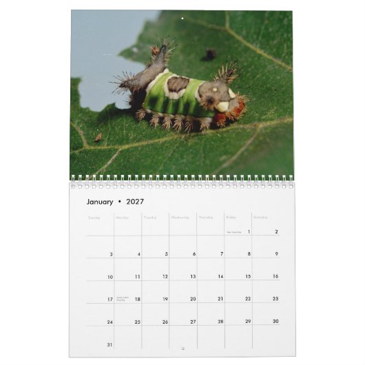 De Kalender van insecten (Jan 2027)