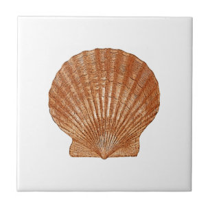 De Kammossel Shell van de baai Tegeltje