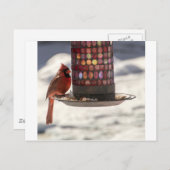 De kardinaal briefkaart (Voorkant / Achterkant)