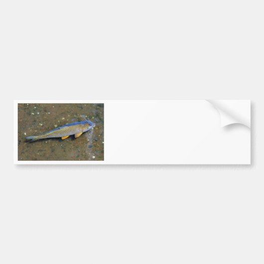 De karper bumpersticker (Voorkant)