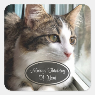 De kat denkt aan je Stickers