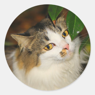 De kat en de Camellia Ronde Sticker