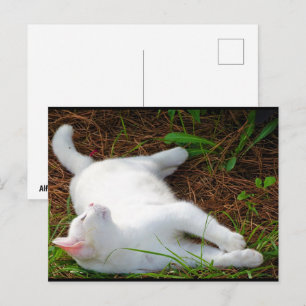 De kat en de vlieg briefkaart