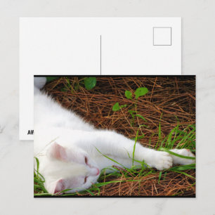 De Kat in de Dennennaalden Briefkaart