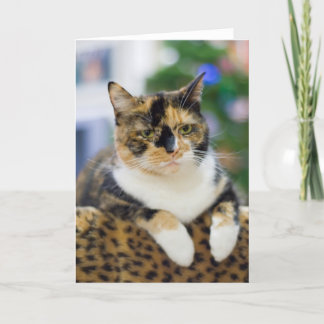 De kat is niet vermaakt feestdagen kaart
