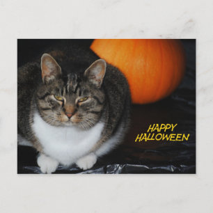 De Kat van het kat en Briefkaart van Halloween van