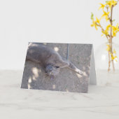 De kat wil verjaardagscake! kaart (Gele Bloem)