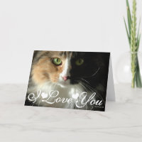 De Kat's Ogen Foto Afbeelding Ik Hou Van Jou