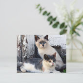 De Katten van de schuur Briefkaart (Staand voorkant)