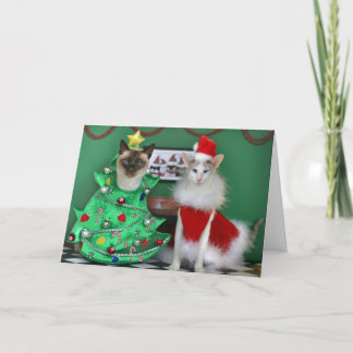 De Katten van Kerstmis Feestdagen Kaart