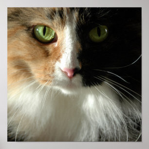 De kattenogen poster