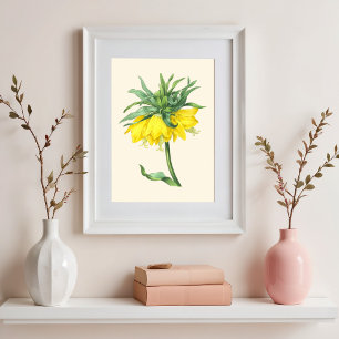De keizerlijke kroon,  botanische illustratie poster