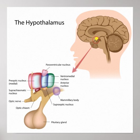 De kern van het hypothalamus Poster (Voorkant)