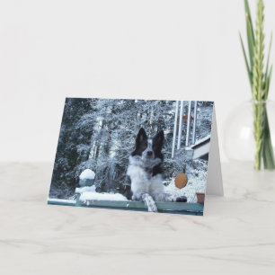 De Kerstkaart van border collie Feestdagen Kaart
