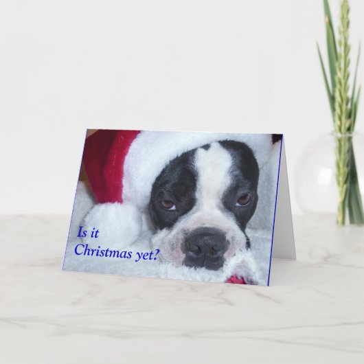 De Kerstkaart van Boston Terrier Feestdagen Kaart (Voorkant)