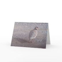 De Kerstkaart van Chukar