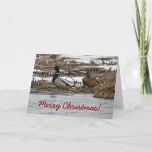 De Kerstkaart van de Eend van de wilde eend Feestdagen Kaart