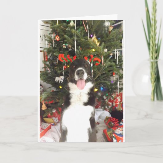 De Kerstkaart van de Hond van de Geweitakken van Feestdagen Kaart (Voorkant)