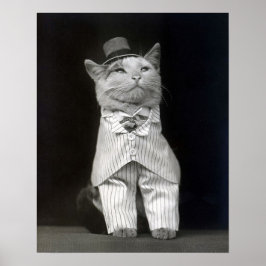 De keurige kat, 1906. Oude foto Poster