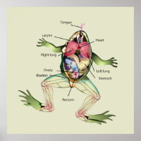 De Kikker's Anatomy Green