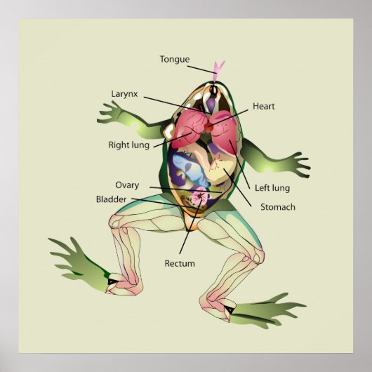 De Kikker's Anatomy Green Poster (Voorkant)