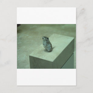 De Killer Mouse (Onychomys leucogaster) houdt zich Briefkaart