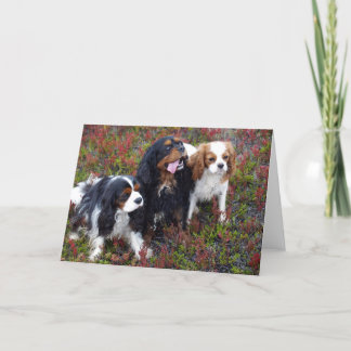 De Kinder Arrogante Koning Charles Spaniels van Kaart