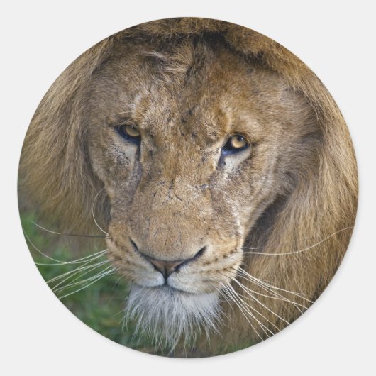 De King Sticker (Voorkant)