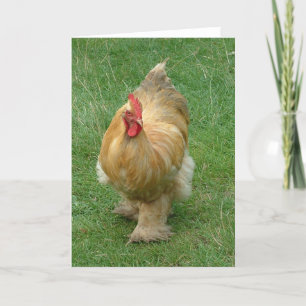 De kip op snuffelt rond kaart
