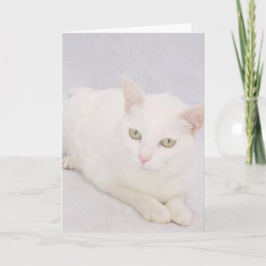 De kleine witte kat kaart (Voorkant)