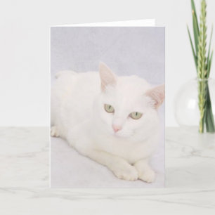 De kleine witte kat kaart