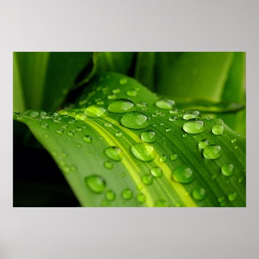 De kleur van de regen. poster (Voorkant)