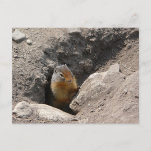 De knaagdieren ontstaan briefkaart