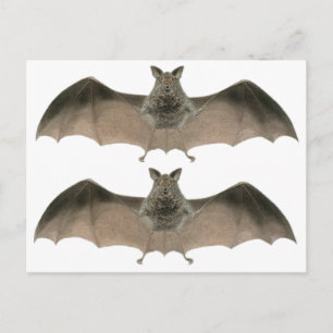de knuppel briefkaart