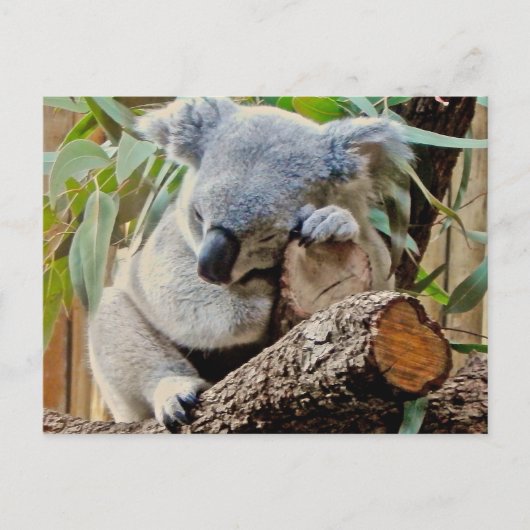 De Koala van de slaap Briefkaart (Voorkant)