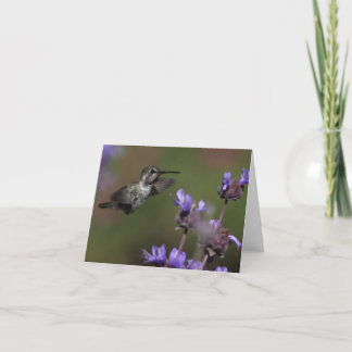 De Kolibrie van Costa - Joe Sweeney - kaart