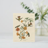 De Kolibrie van de mangrove Briefkaart (Staand voorkant)