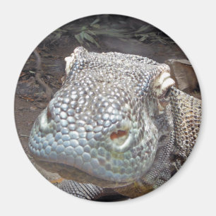 De Komodo-kijk Magneet