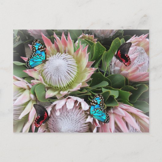 De koning Protea Briefkaart (Voorkant)