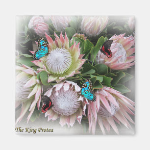 De koning Protea Magneet
