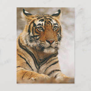 De koninklijke Tijger van Bengalen op de rots, Briefkaart