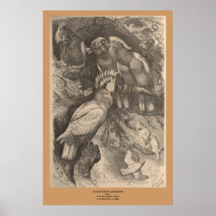De kookpan van de Leadbeater Poster