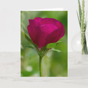 De Koppen van de wijn Kaart