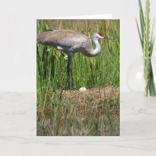 De Kraan van Sandhill & de notakaart van het Ei Kaart