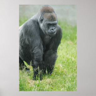 De kracht en het evenwicht van Ozala Poster