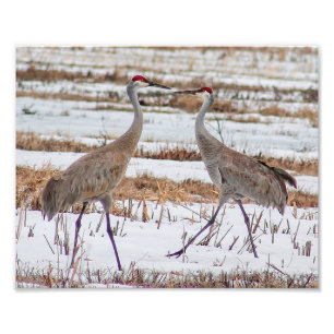 De Kranen van Sandhill in de Druk van de Foto Afdruk